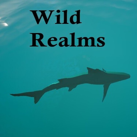 Wild Realms Art