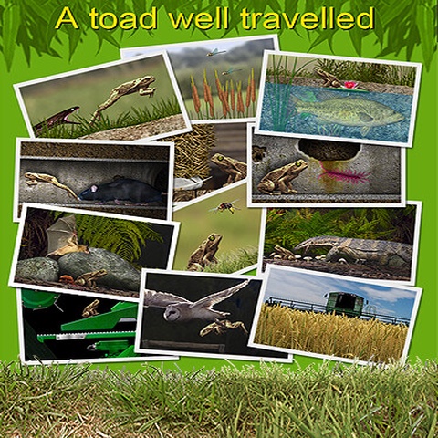 A toad well travelled Art